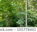 landscape photography trees 105778401