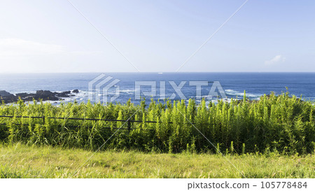 神奈川縣三浦市三浦半島城島的夏天 105778484