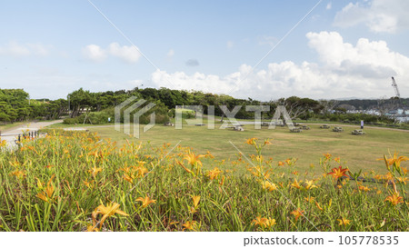Summer in Jogashima Island, Miura Peninsula, Miura City, Kanagawa Prefecture 105778535