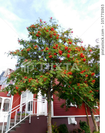 Iceland Summer Akureyri Rowan 105778863