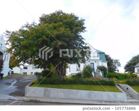 Iceland Summer Akureyri Rowan 105778866