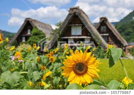 Beautiful scenery of World Heritage Shirakawa-go Gassho-zukuri style Beautiful scenery of World Heritage Shirakawa-go Gassho-zukuri style 105778867
