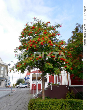 Iceland Summer Akureyri Rowan 105778940