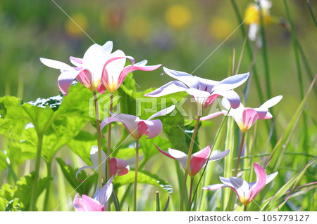 Spring gardening 105779127