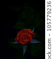 dramatic rose 105779236