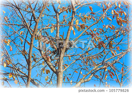 A cherry tree that shines in the clear blue sky of autumn and a bird's nest that can be seen and hidden in the center (illustration style) A cherry tree that shines in the clear blue sky of autumn and a bird's nest that can be seen and hidden in the center (illustration style) 105779826