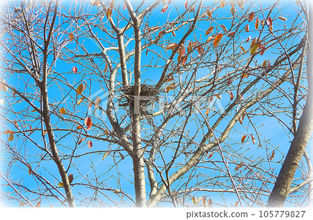 A cherry tree that shines in the clear blue sky of autumn and a bird's nest that can be seen and hidden in the center (illustration style) A cherry tree that shines in the clear blue sky of autumn and a bird's nest that can be seen and hidden in the center (illustration style) 105779827