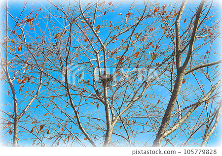 在秋天清澈的藍天中閃閃發光的櫻花樹和中央可見或隱藏的鳥巢（插圖風格） 105779828