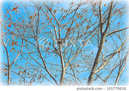 在秋天清澈的藍天中閃閃發光的櫻花樹和中央可見或隱藏的鳥巢（插圖風格） 105779830