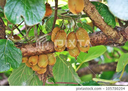 Brown kiwi fruit (summer, July) 105780204