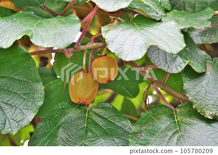 棕色奇異果（夏季，七月） 105780209