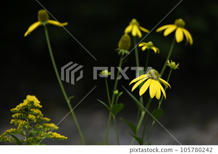 yellow flower of blackberry 105780242