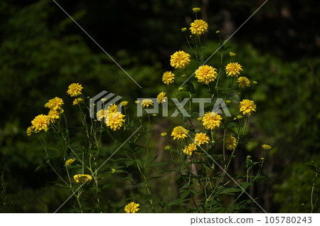 yellow flower of blackberry 105780243