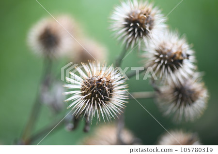 濕牛蒡果 105780319