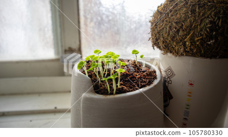 Potted plants 105780330