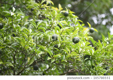 Blue Yuzu (Yuzu) 105780331