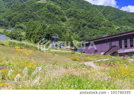 盛開的五龍高山植物園 105780395