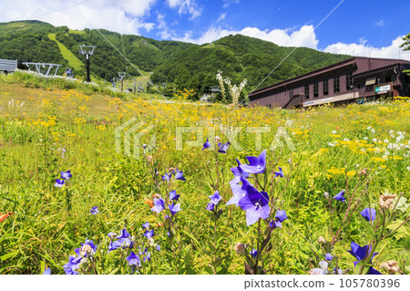 Goryu Alpine Botanical Garden in full bloom 105780396