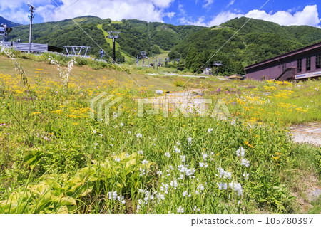 盛開的五龍高山植物園 105780397