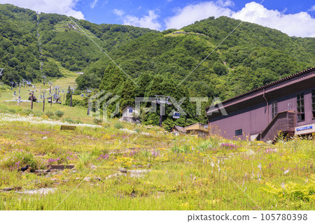 Goryu Alpine Botanical Garden in full bloom 105780398