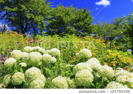 盛開的五龍高山植物園 盛開的五龍高山植物園 105780399