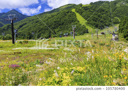 Goryu Alpine Botanical Garden in full bloom 105780400