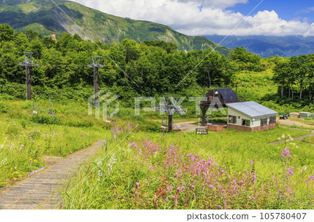 盛開的五龍高山植物園 盛開的五龍高山植物園 105780407