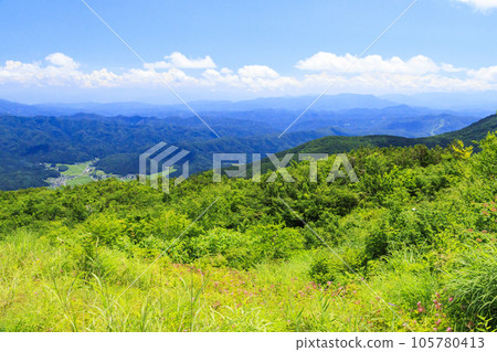 盛開的五龍高山植物園 盛開的五龍高山植物園 105780413