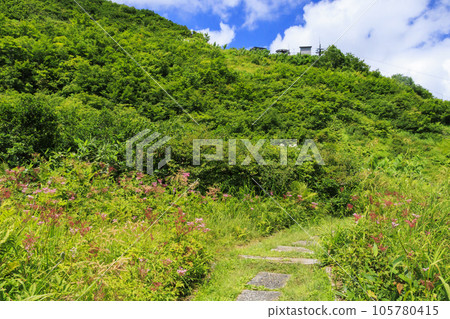 Goryu Alpine Botanical Garden in full bloom 105780415