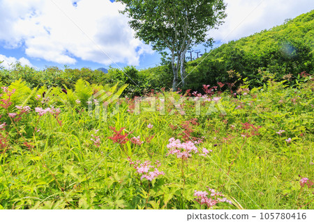 Goryu Alpine Botanical Garden in full bloom 105780416