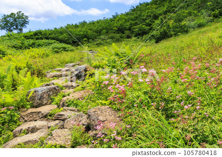 Goryu Alpine Botanical Garden in full bloom 105780418