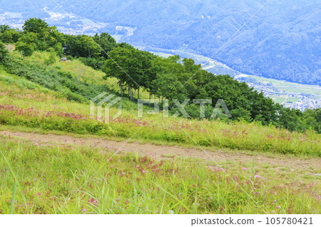 盛開的五龍高山植物園 盛開的五龍高山植物園 105780421
