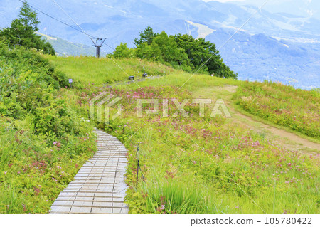 Goryu Alpine Botanical Garden in full bloom 105780422