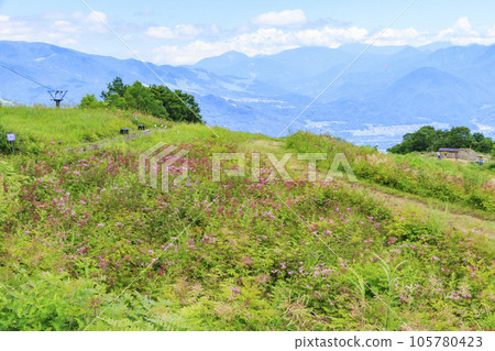 Goryu Alpine Botanical Garden in full bloom 105780423