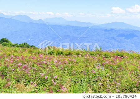 盛開的五龍高山植物園 105780424
