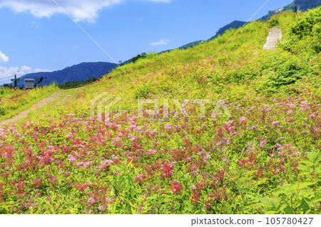 盛開的五龍高山植物園 105780427