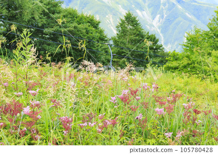 Goryu Alpine Botanical Garden in full bloom 105780428