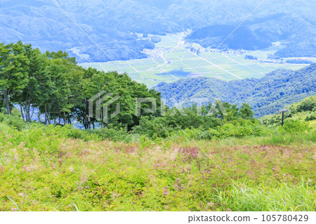 盛開的五龍高山植物園 105780429