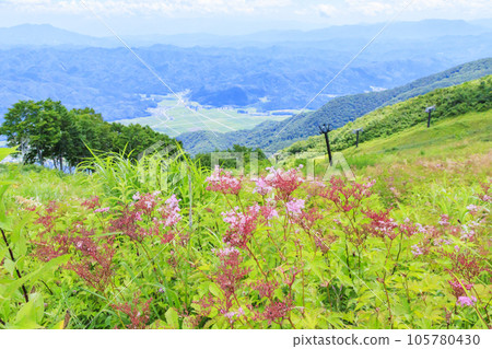 盛開的五龍高山植物園 105780430