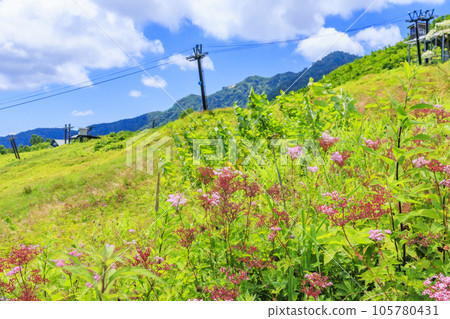 盛開的五龍高山植物園 105780431