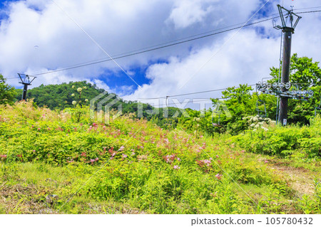 Goryu Alpine Botanical Garden in full bloom 105780432