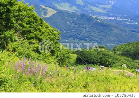 盛開的五龍高山植物園 盛開的五龍高山植物園 105780433