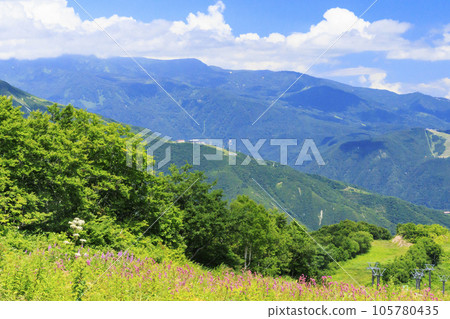 Goryu Alpine Botanical Garden in full bloom 105780435