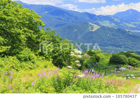 Goryu Alpine Botanical Garden in full bloom 105780437