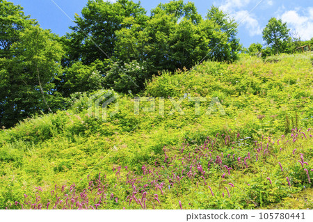 Goryu Alpine Botanical Garden in full bloom 105780441