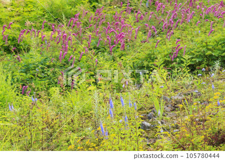 Goryu Alpine Botanical Garden in full bloom 105780444