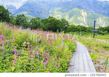 盛開的五龍高山植物園 盛開的五龍高山植物園 105780445