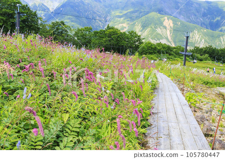 Goryu Alpine Botanical Garden in full bloom 105780447