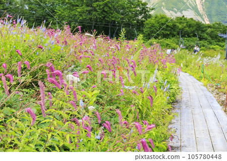 Goryu Alpine Botanical Garden in full bloom 105780448