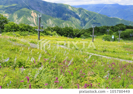 Goryu Alpine Botanical Garden in full bloom Goryu Alpine Botanical Garden in full bloom 105780449